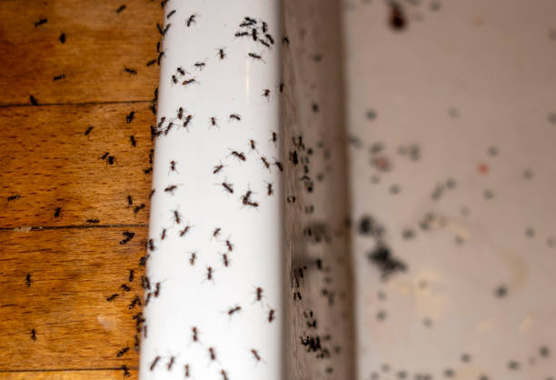 Best Pest Prevention Services  in Spring Hill, FL