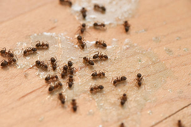 Professional Pest Control in Spring Hill, FL