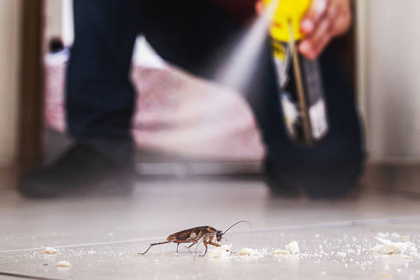 Best Insect Control  in Spring Hill, FL