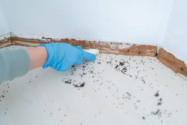 Best Flea Control Services  in Spring Hill, FL