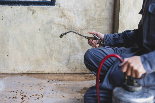 Best Wasp Removal Services  in Spring Hill, FL